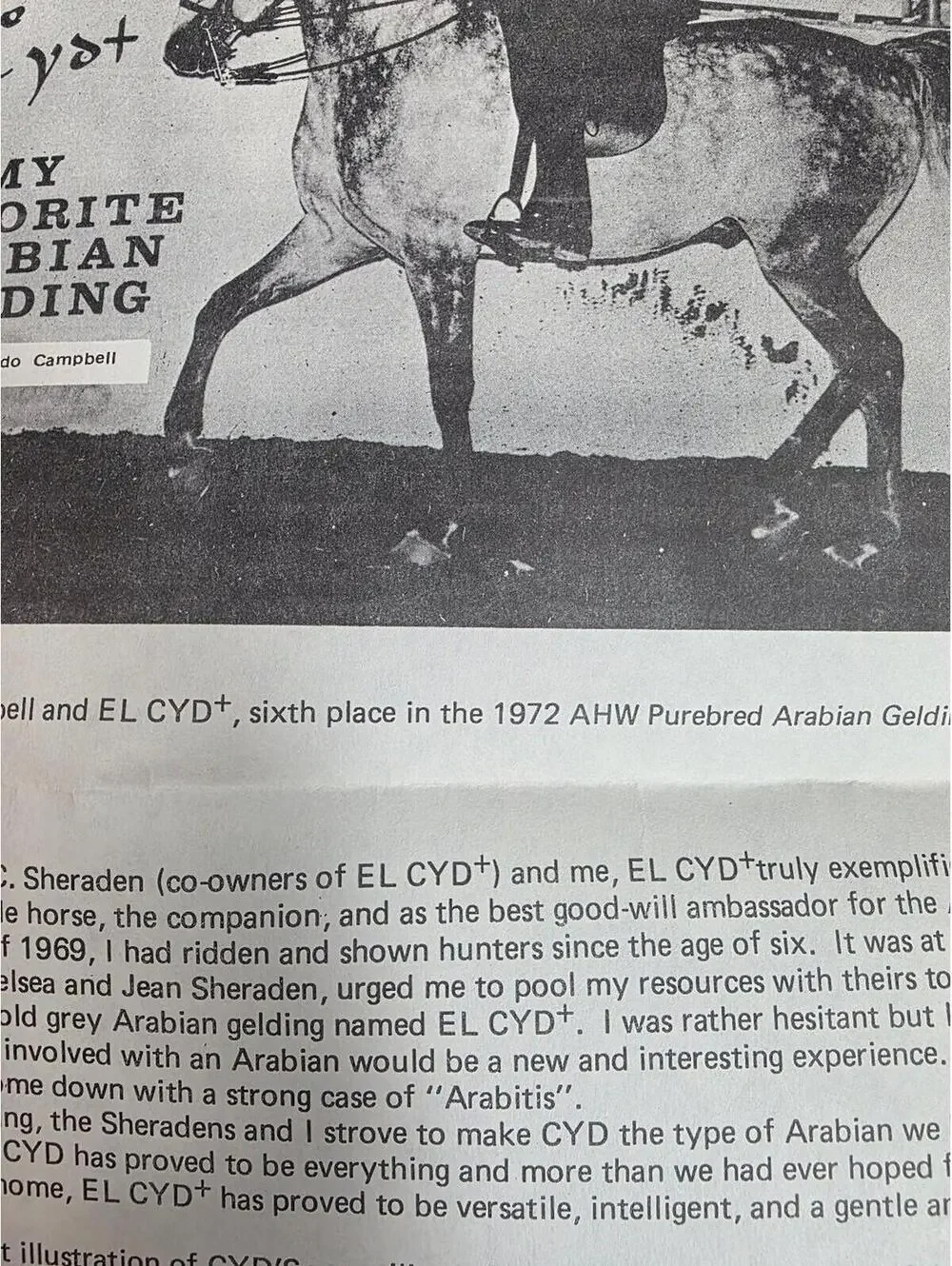 1972 Arabian Horse World Purebred Arabian Gelding Tournament Article